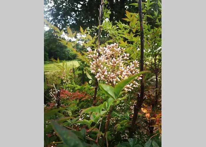 Chic Et Romantique Merlot Pres De Bordeaux Appartement *
